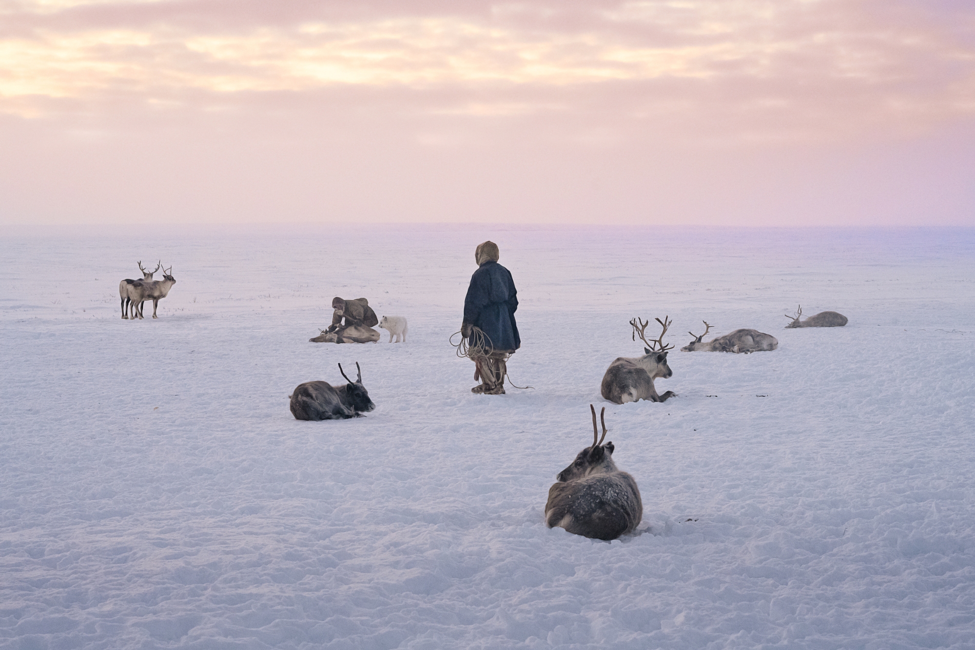 Sunset on ice with animals and person