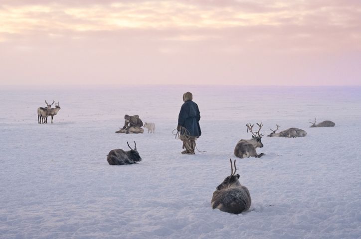 Sunset on ice with animals and person