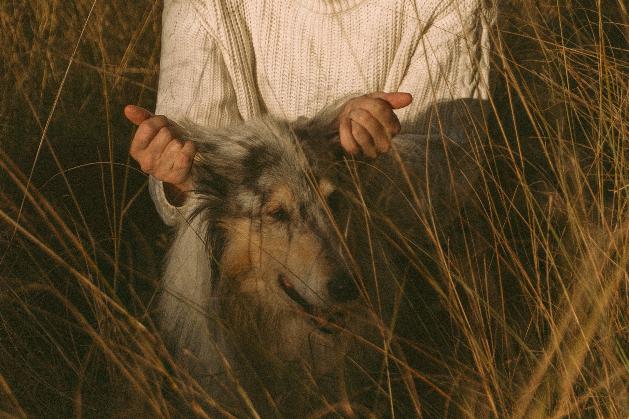 Woman plays with ears of Australian shepherd dog.