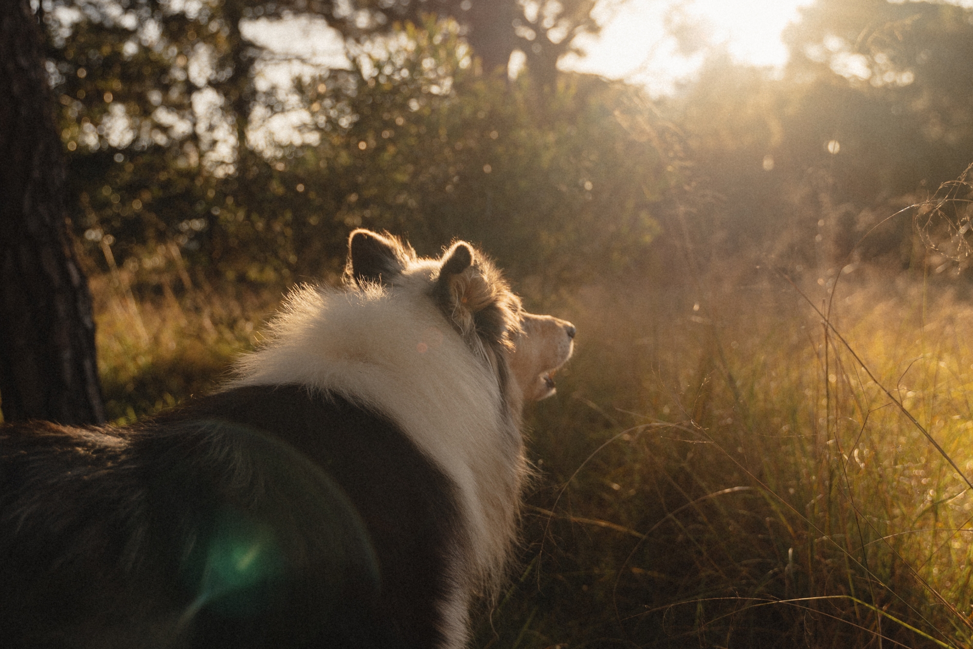 Australian shepherd dog barking across grassy field while standing under shade of a tree.